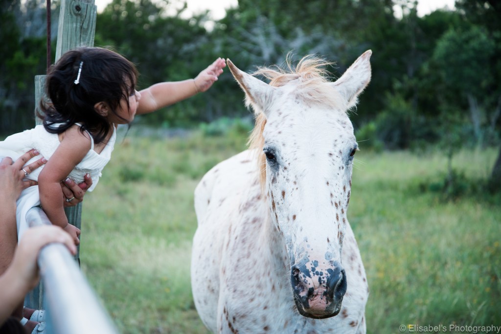 p-guest-horse-DSC_0487